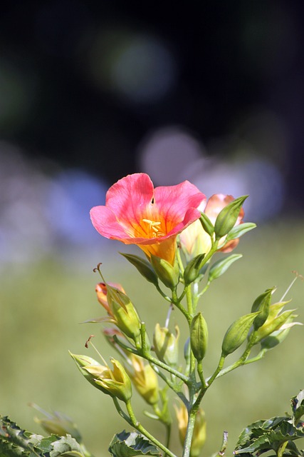 Campsis 橙花 植物 - 上的免费照片