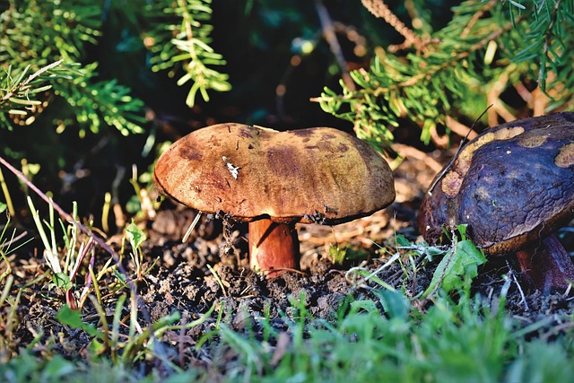 女巫牛肝菌 Schusterpilz 蘑菇 - 上的免费照片
