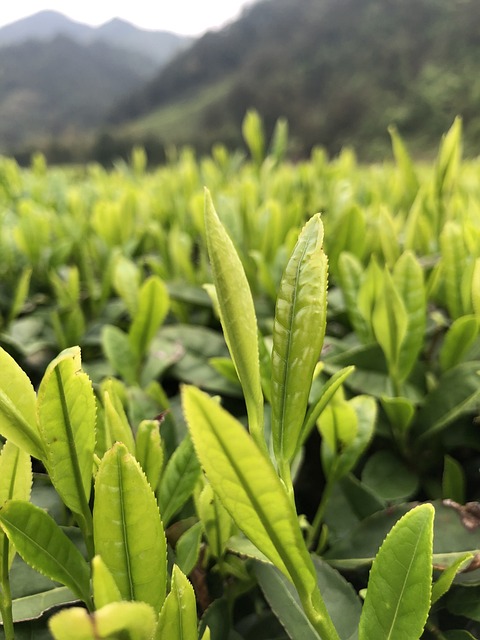 China Tea Garden Thea Viridis - 上的免费照片