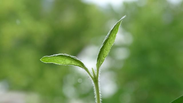 幼苗 植物 向日葵 - 上的免费照片