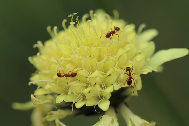 阿尔卑斯棚头 Cephalaria 高山头孢 - 上的免费照片