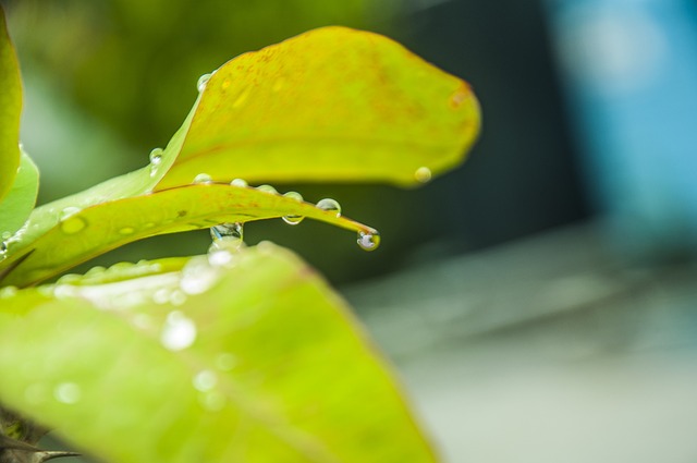 叶子 水滴 叶水 - 上的免费照片