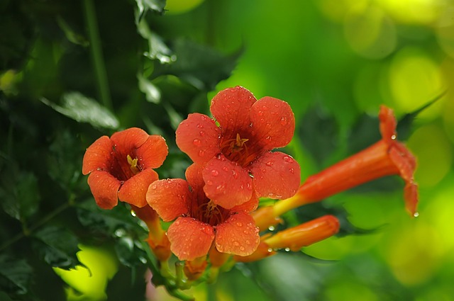 藤本植物 Campsis 亮橙色的 - 上的免费照片