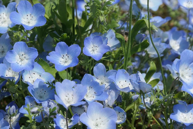 Nemophila 春天 花朵 - 上的免费照片