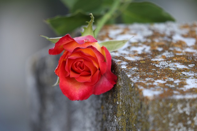 红黄玫瑰 爱的象征 吊唁 - 上的免费照片