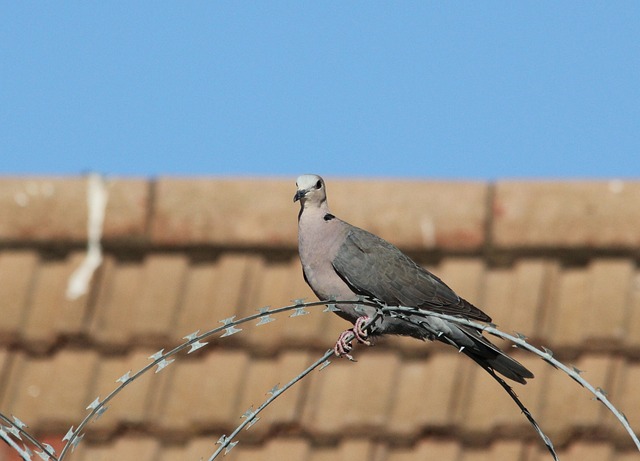 鸽子 带刺铁丝网 栅栏 - 上的免费照片
