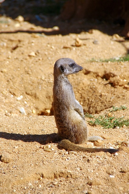 Suricate 动物园 自然 - 上的免费照片