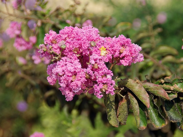 大叶紫薇籼 Lythracées 灌木 - 上的免费照片