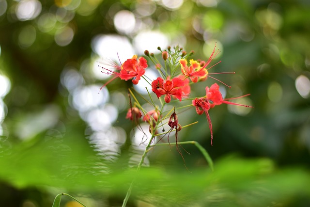 自然 绿色 花 - 上的免费照片