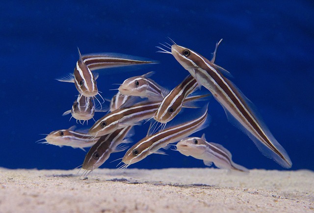 鲶鱼 水族馆 学校 - 上的免费照片