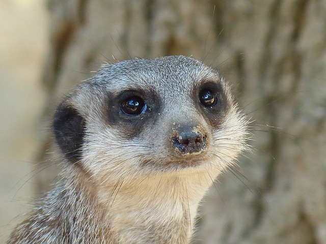 Suricate 哺乳动物 沙漠 - 上的免费照片