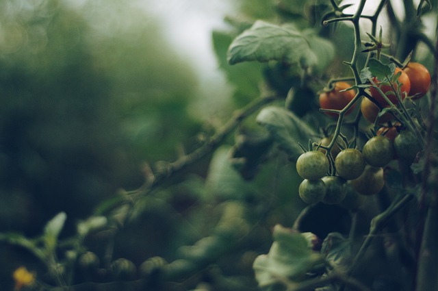 番茄 藤蔓 花园 - 上的免费照片