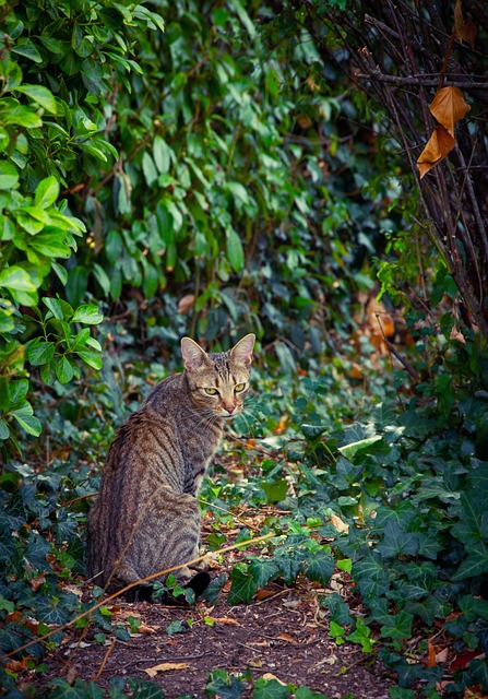 猫 骑 猫科动物 - 上的免费照片