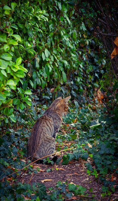 猫 骑 猫科动物 - 上的免费照片