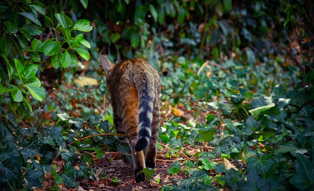 猫 骑 猫科动物 - 上的免费照片