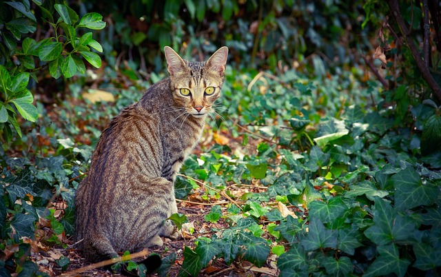 猫 骑 猫科动物 - 上的免费照片