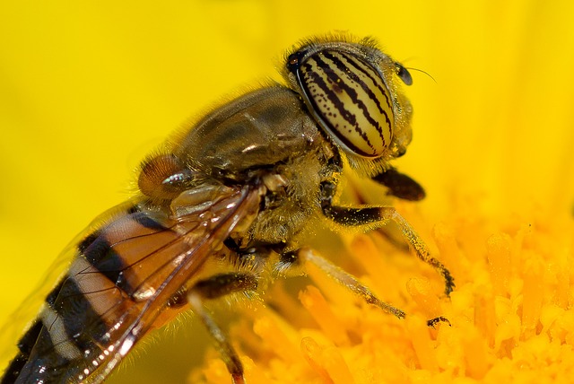 Eristalinus 飞 自然 - 上的免费照片