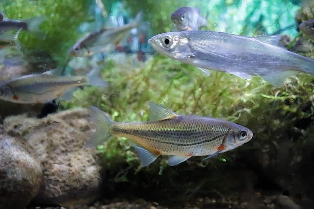 鱼 淡水 水族馆 - 上的免费照片