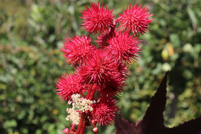 蓖麻观赏 植物 鲜花 - 上的免费照片