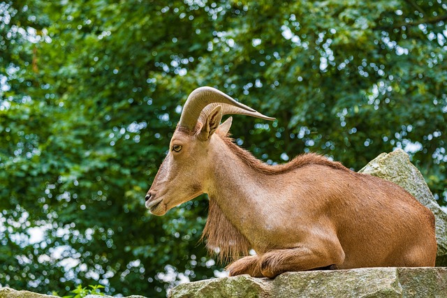 鬃毛斯普林格 动物 角 Aoudad - 上的免费照片