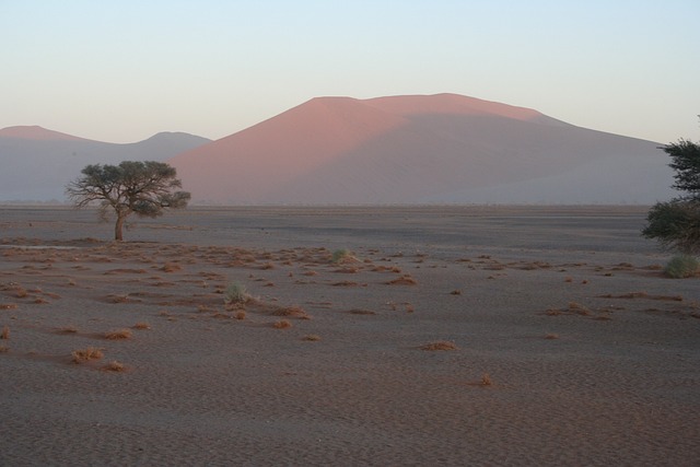日出 树 沙漠 - 上的免费照片
