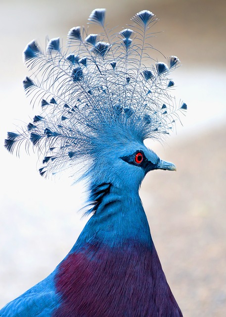 维多利亚加冠鸽 鸟 动物 - 上的免费照片