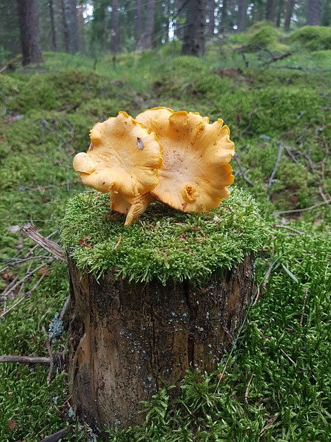 秋季 蘑菇 鸡油菌 - 上的免费照片