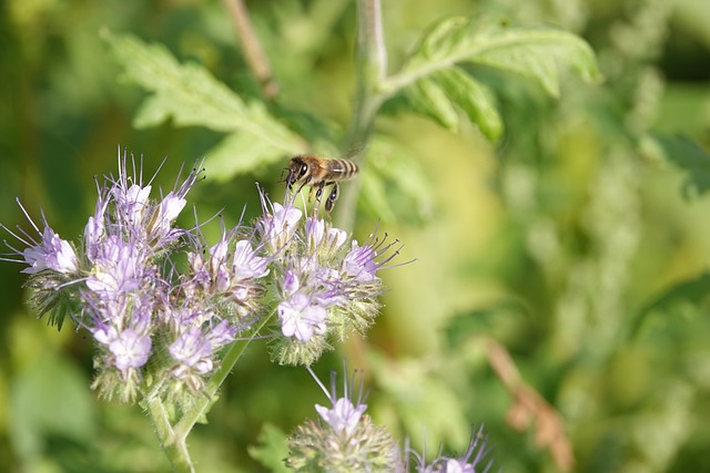 蜜蜂 Phacelia 花卉 - 上的免费照片