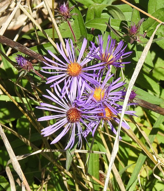 纽约Aster Symphyotrichum Novi-Belgii - 上的免费照片