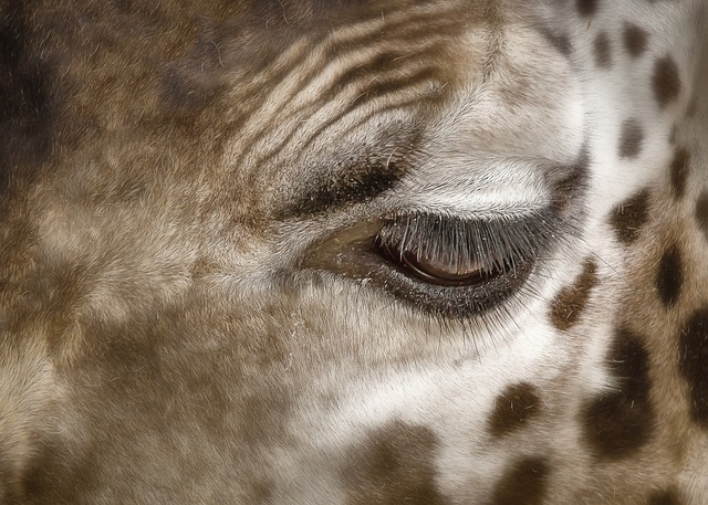 长颈鹿 大 眼睛 - 上的免费照片