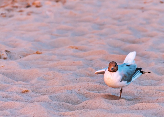 鸥 海滩 沙 - 上的免费照片
