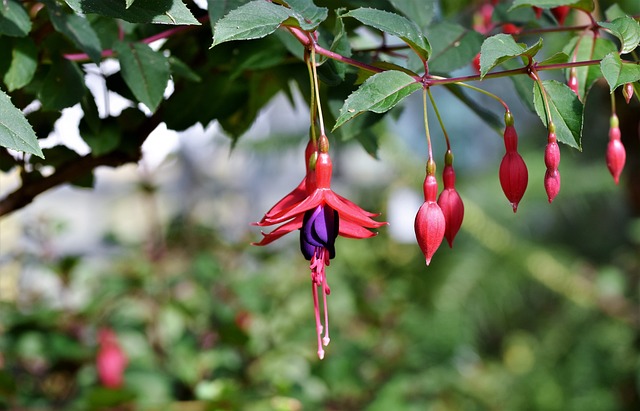 紫红色 蒙布雷西亚 Crocosmia - 上的免费照片