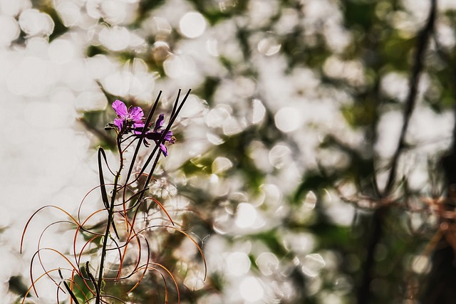 Epilobium 狭叶兰 花 早晨的太阳 - 上的免费照片