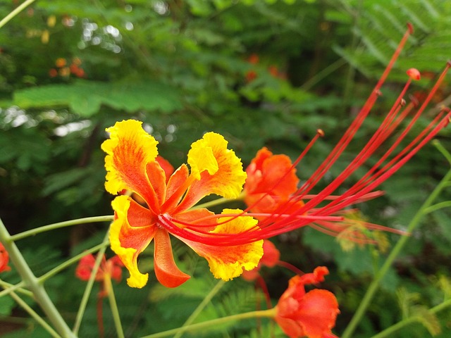 每一个 花 - 上的免费照片