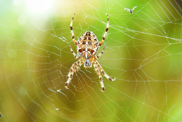 但是，当橙色 蜘蛛 蜘蛛网 - 上的免费照片