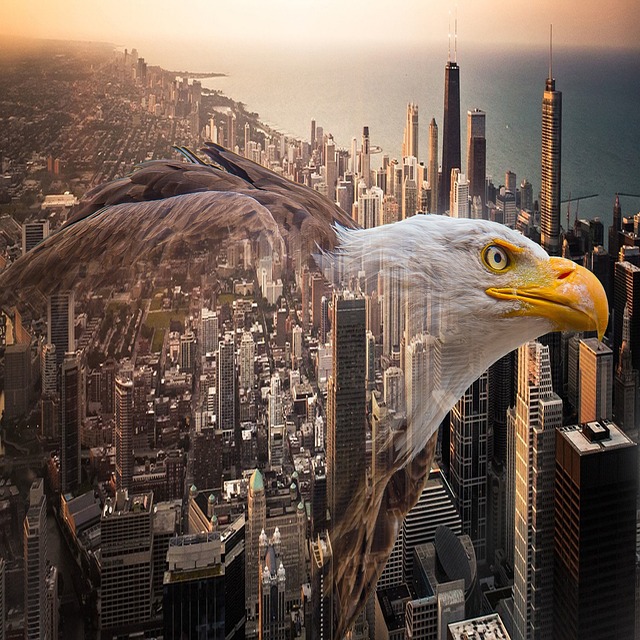 鹰 鸟 自然 - 上的免费照片