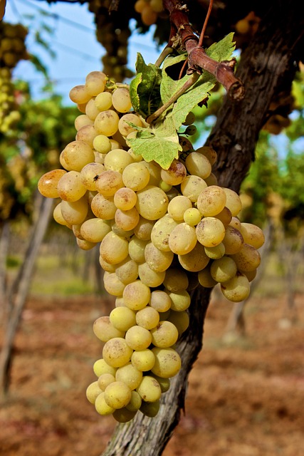 葡萄 葡萄干 Vin Blanc - 上的免费照片