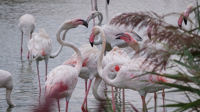 火烈鸟 Camargue 法国 - 上的免费照片