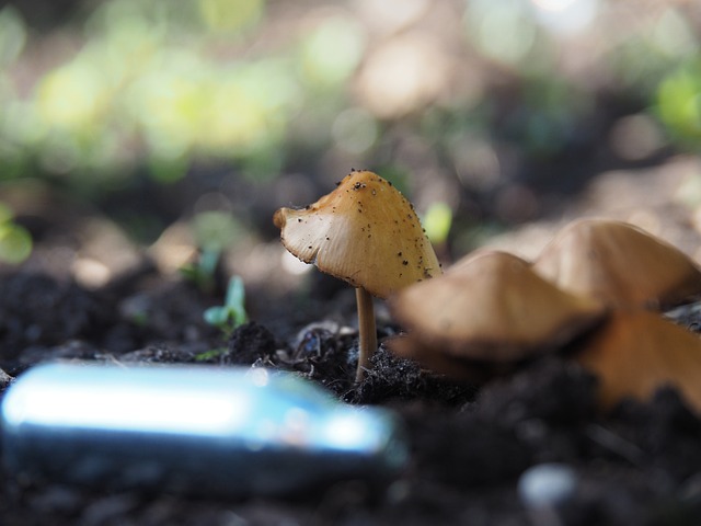 性质 蘑菇 秋季 - 上的免费照片