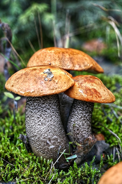 Leccinum Versipelle - 上的免费照片