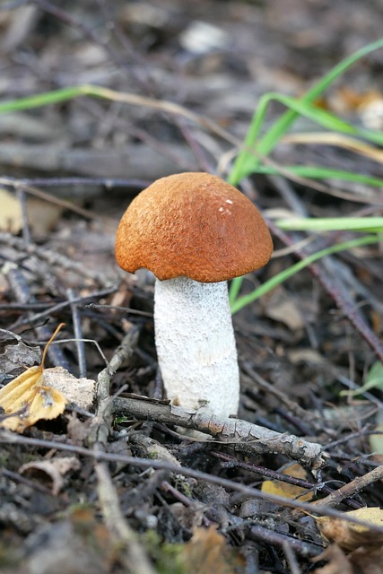 红帽 Leccinum Aurantiacum 橡树-红色 - 上的免费照片