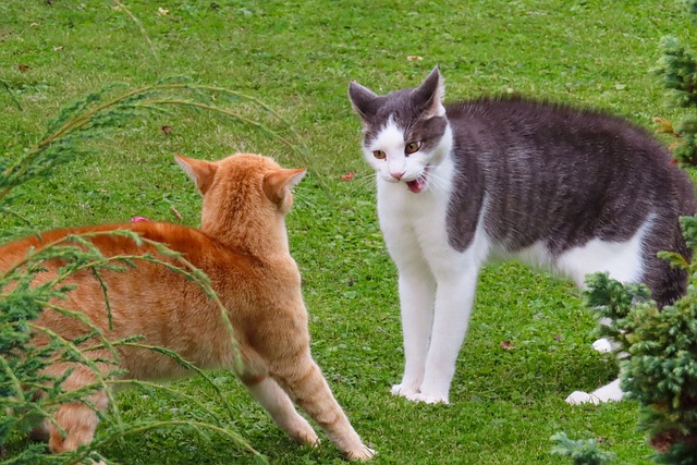 动物 猫 宿醉 - 上的免费照片