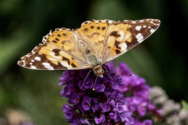 蝴蝶 凡妮莎·卡迪 夏天 - 上的免费照片