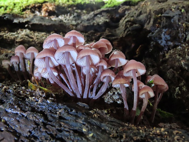 菌类 福雷斯特 自然 - 上的免费照片