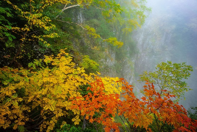 景观 秋季树叶 黄叶 - 上的免费照片