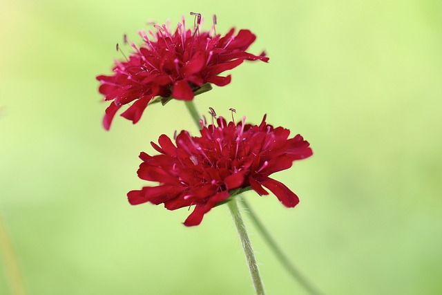 疥疮 草地上的遗孀花 Meadows-Knautie 田旋花 - 上的免费照片