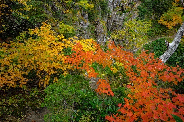 景观 秋季树叶 黄叶 - 上的免费照片