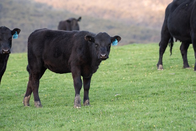 奶牛 黑安格斯 农场 - 上的免费照片