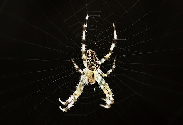 蜘蛛 恐惧 可怕的 - 上的免费照片