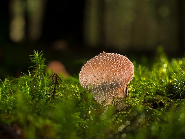 牛人 蘑菇 尘蘑菇 - 上的免费照片